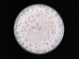 Isaria sp