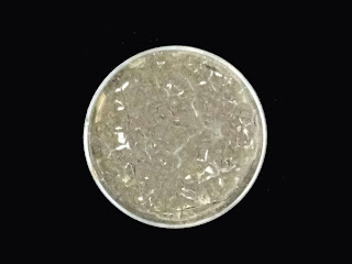 Metarhizium anisopliae