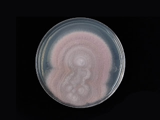 Paecilomyces lilacinus