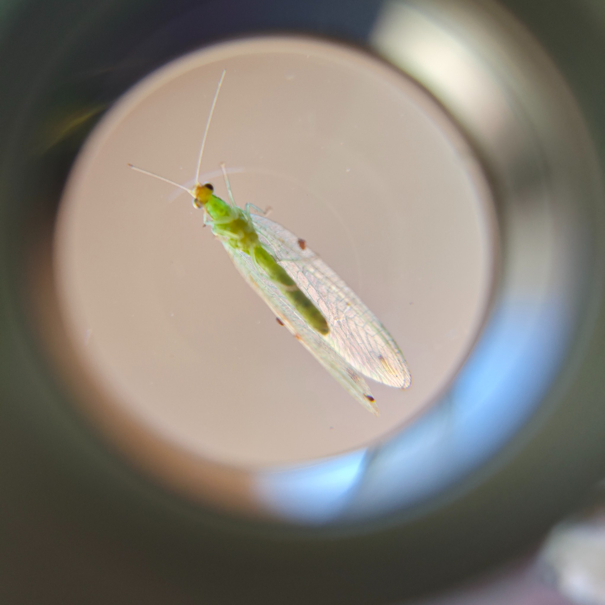 Chrysoperla Carnea